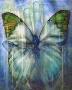 Wet Wings by Aimea Saul Limited Edition Print
