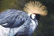 Crowned Crane by Allen Blagden Limited Edition Print