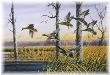 Late Season Gadwalls by Ronnie Wells Limited Edition Print