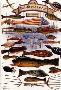 Duluth Fish Decoys by Ronnie Wells Limited Edition Print