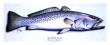 Spec Speckled Trout by Ronnie Wells Limited Edition Pricing Art Print