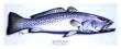 Spec Speckled Trout by Ronnie Wells Limited Edition Print