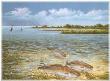 Shallow Water Reds by Ronnie Wells Limited Edition Print