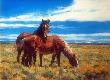 Wyoming Wild by Julie Chapman Limited Edition Print