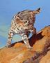 Switchback Cat by Julie Chapman Limited Edition Print