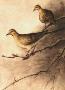 Mounting Doves by Melanie Fain Limited Edition Print