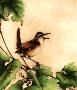 Carolina Wren by Melanie Fain Limited Edition Print