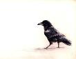 Raven In Snow by Melanie Fain Limited Edition Pricing Art Print