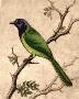Green Jay by Melanie Fain Limited Edition Pricing Art Print