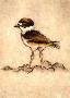 Killdeer Chick by Melanie Fain Limited Edition Pricing Art Print