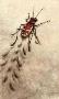 Tiger Beetle by Melanie Fain Limited Edition Pricing Art Print