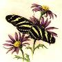 Zebra Longwing by Melanie Fain Limited Edition Print