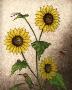 Sunflowers by Melanie Fain Limited Edition Pricing Art Print