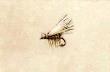 Elk Hair Caddis by Melanie Fain Limited Edition Print