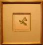 Colorado Hairstreak by Melanie Fain Limited Edition Print