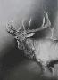 Bull Elk Study by Cole Johnson Limited Edition Print