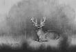 Bedded Whitetail by Cole Johnson Limited Edition Print