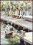 Danube Summer Heat by Laurie Regan Chase Limited Edition Print