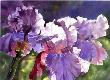 Garden Iris by Mark E Mehaffey Limited Edition Print