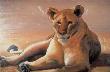 Lioness by Pat Wallis Limited Edition Print