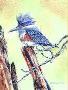 Belted Kingfisher by Bob Dunn Limited Edition Print