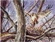 Ferruginous Hawk Meal by Bob Dunn Limited Edition Print