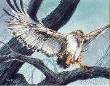 Ferruginous Hawk by Bob Dunn Limited Edition Print