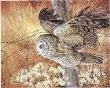 Great Gray Owl by Bob Dunn Limited Edition Print