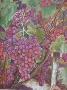 Grapes by Patti Doolittle Limited Edition Pricing Art Print