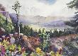 Wilderns Wildflowrs by Cheryl St John Limited Edition Print