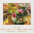Begonia I by Nancy Meadows Taylor Limited Edition Pricing Art Print