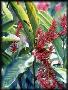 Jamaican Ginger by Diana Miller-Pierce Limited Edition Pricing Art Print