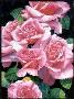 Roses Roses Roses by Diana Miller-Pierce Limited Edition Print