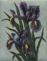 Irises by Kathleen Cantin Limited Edition Pricing Art Print