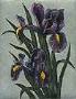 Irises by Kathleen Cantin Limited Edition Print