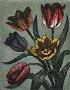 Tulips by Kathleen Cantin Limited Edition Pricing Art Print