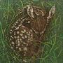 New Born Fawn by Kathleen Cantin Limited Edition Print