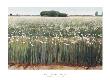 Field Of Onions by Gary Ernest Smith Limited Edition Print