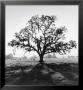 Oak Tree, Sunrise by Ansel Adams Limited Edition Print