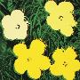 Flowers, 1970 (4 Yellow) by Andy Warhol Limited Edition Print