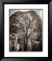 Autumn Tree Against Cathedral Rocks by Ansel Adams Limited Edition Print