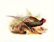 John Gould Pricing Limited Edition Prints