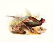 Pheasant Versicolor by John Gould Limited Edition Pricing Art Print