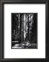 Redwoods, Founders Grove by Ansel Adams Limited Edition Print