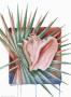 Palmettoqueen Conch by Paul Brent Limited Edition Pricing Art Print