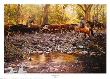 Along Eagle Creek by Tim Cox Limited Edition Pricing Art Print
