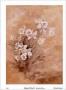 Subdued Floral I by Rhonda Mcenroe Limited Edition Print