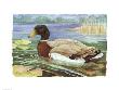 Wetland Mallard  Male by Paul Brent Limited Edition Pricing Art Print