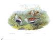 Pelindna Cinclus by John Gould Limited Edition Print