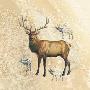 Elk Study by Judy Gibson Limited Edition Print